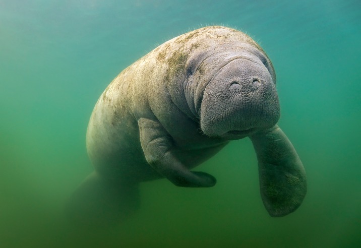 Close-up van een zeekoe die recht in de camera kijkt terwijl hij door groenig water zwemt in Florida