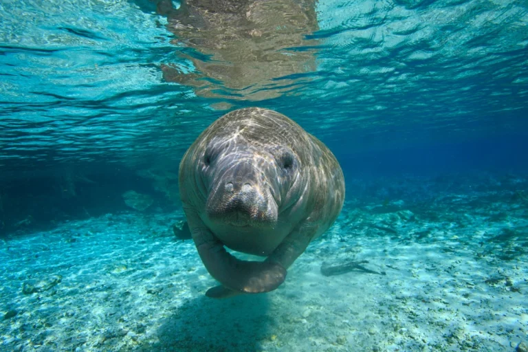 Een zeekoe zwemt recht op de camera af door het heldere turquoise water bij Crystal River in Florida