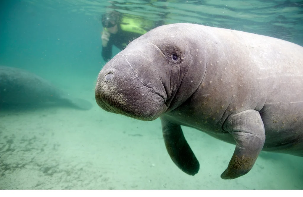 Een zeekoe zwemt dicht bij de camera in helder blauwgroen water in Florida, terwijl op de achtergrond een snorkelaar toekijkt
