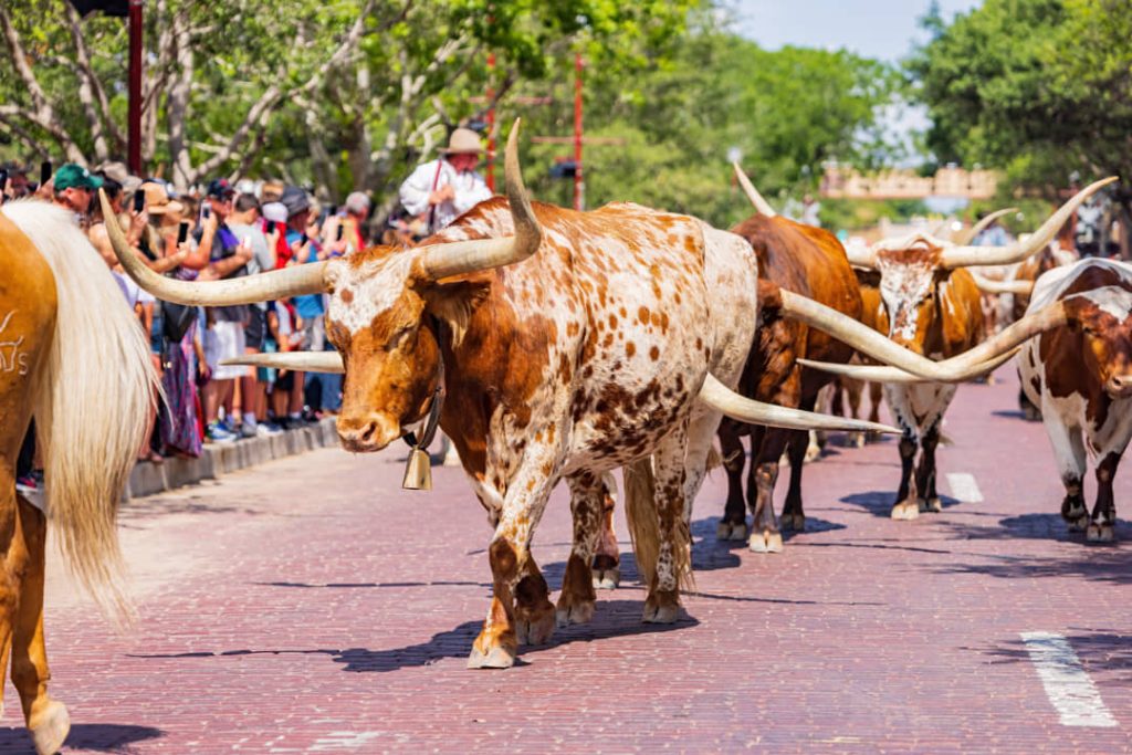 Longhorn runderen met lange horens lopen over een straat met rode klinkers langs toeschouwers bij de Stockyards in Fort Worth