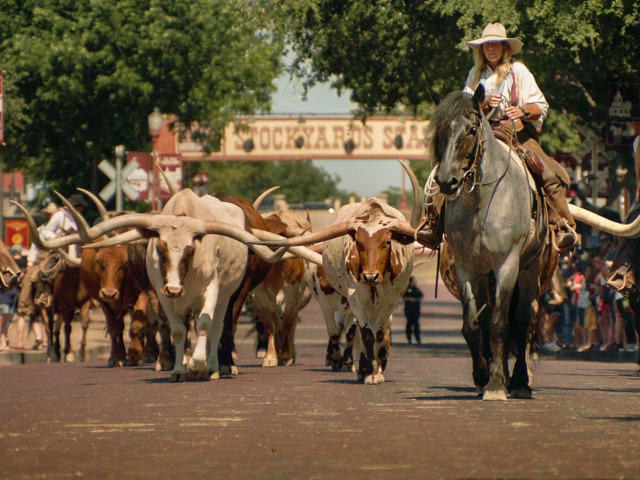 Vrouw te paard met cowboyhoed leidt een kudde longhorn runderen door de straat onder het bord Stockyards in Fort Worth