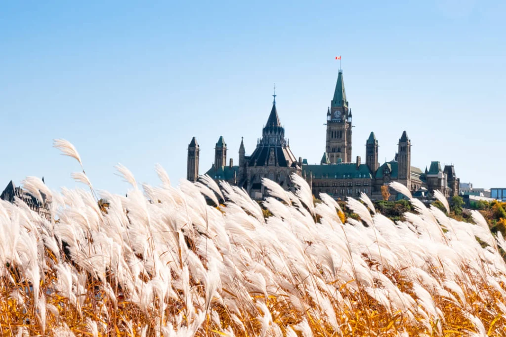 Wuivend pampasgras op de voorgrond met op de achtergrond de torens van het Canadese parlementsgebouw gezien vanuit Gatineau