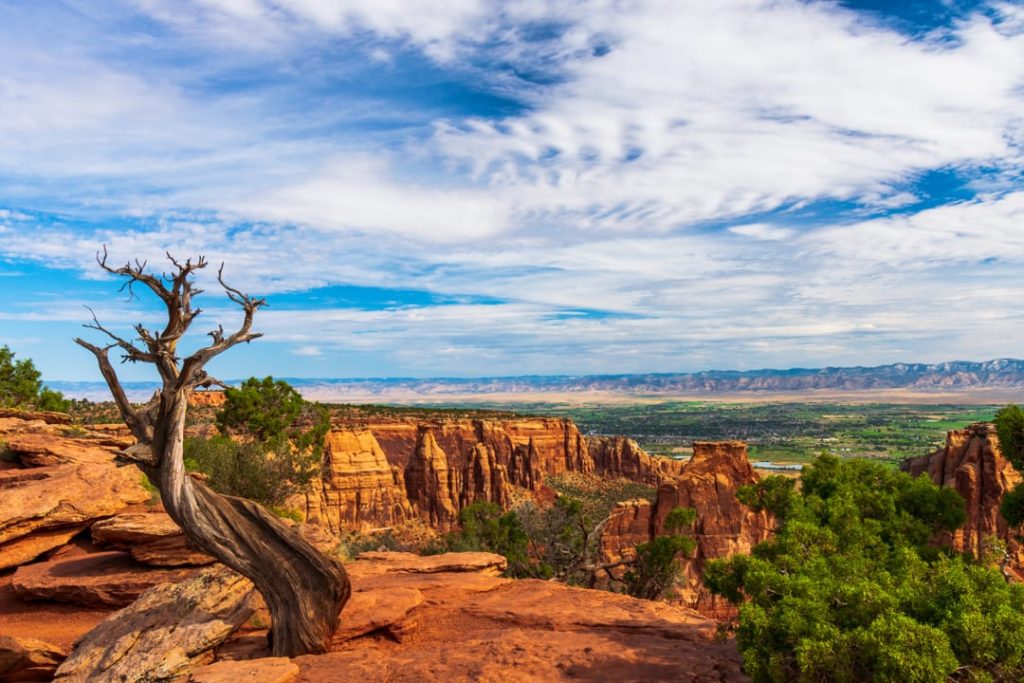 Verweerde dode boom op de rand van een canyon met daarachter rode rotstorens en een groene vallei