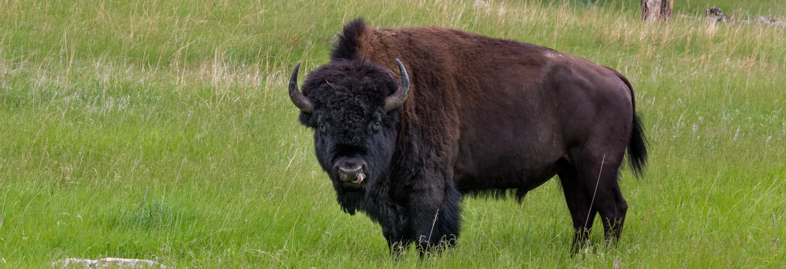 Een grote Amerikaanse bizon met dikke vacht en gebogen hoorns staat midden in hoog groen gras
