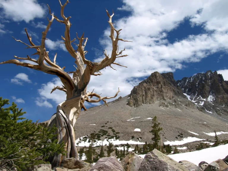 Verweerde kale takken van een oude bristlecone pine tegen een blauwe lucht met stapelwolken