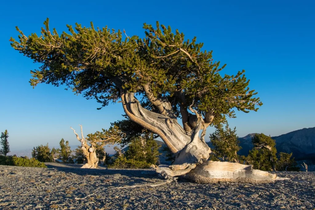 Kromgegroeide oude bristlecone pine met verweerd hout tegen een strakblauwe lucht in Great Basin National Park