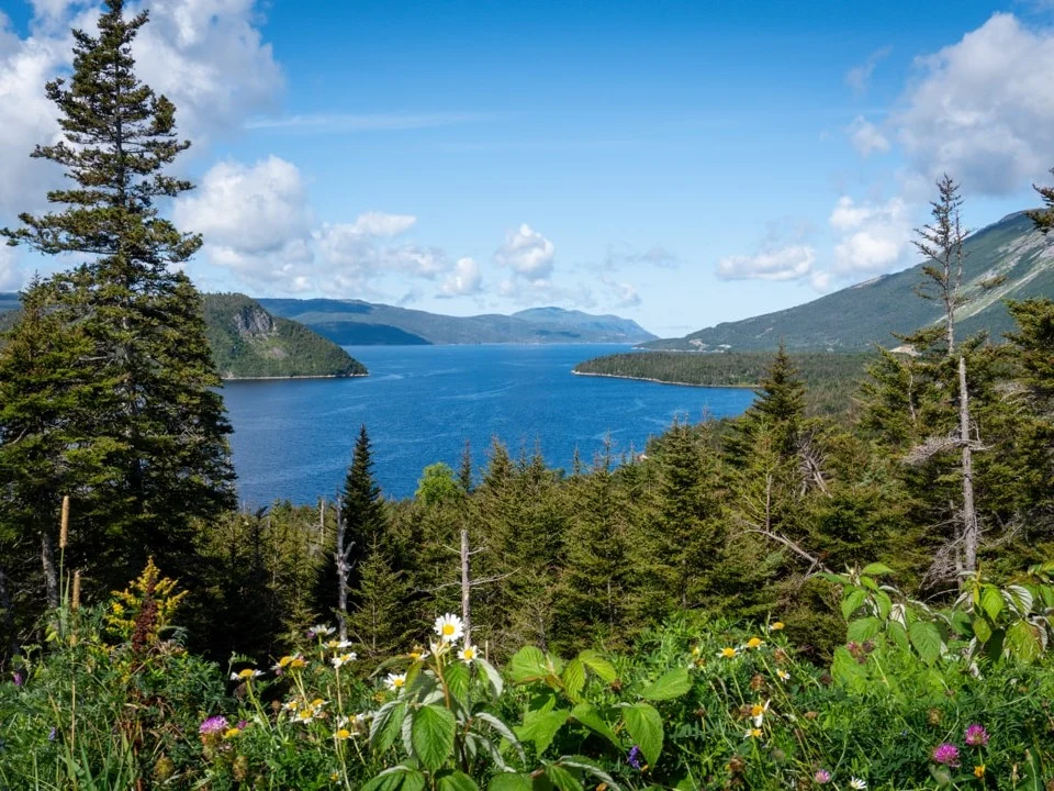 Blauw fjordwater tussen dennenbossen en heuvels gezien door wilde bloemen en struiken op een groene voorgrond in Gros Morne