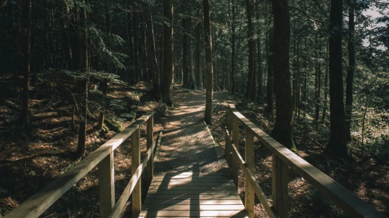 Een smal houten vlonderpad met leuningen loopt over een bruggetje en verdwijnt tussen hoge naaldbomen in een schaduwrijk bos