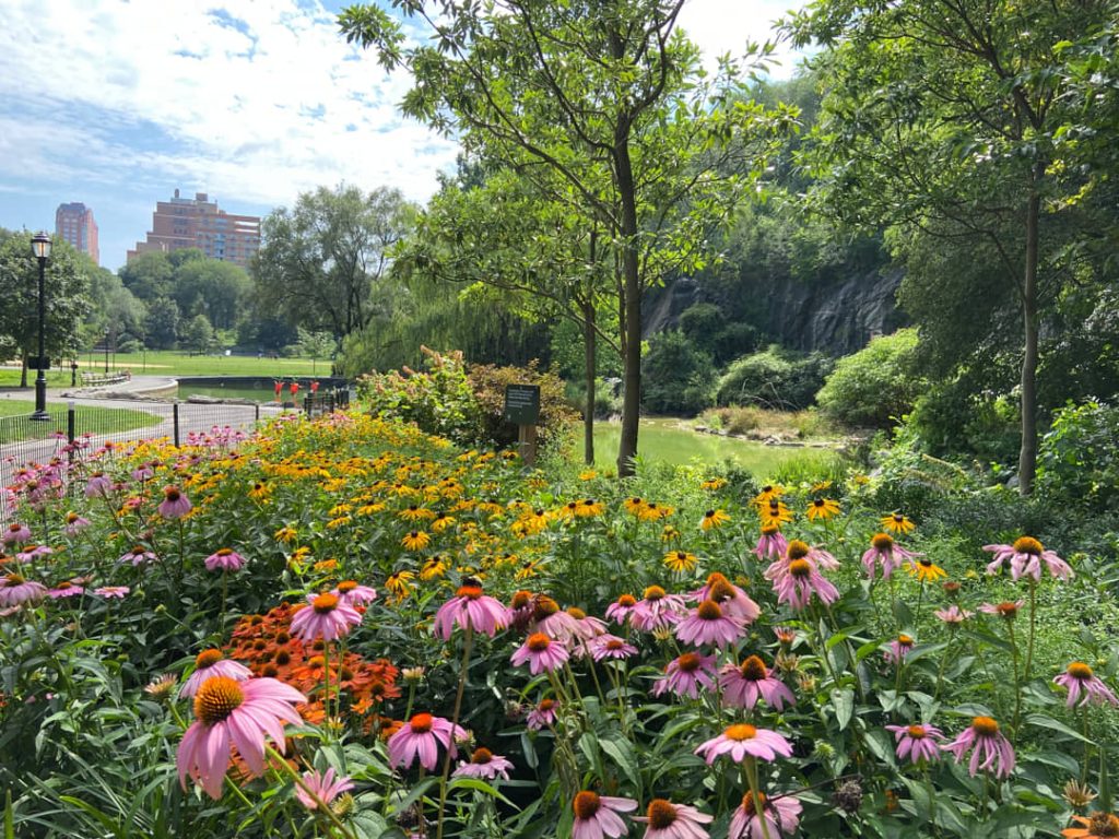 Perk met roze, gele en oranje bloemen in een stadspark, met bomen, een vijver en hoge gebouwen op de achtergrond