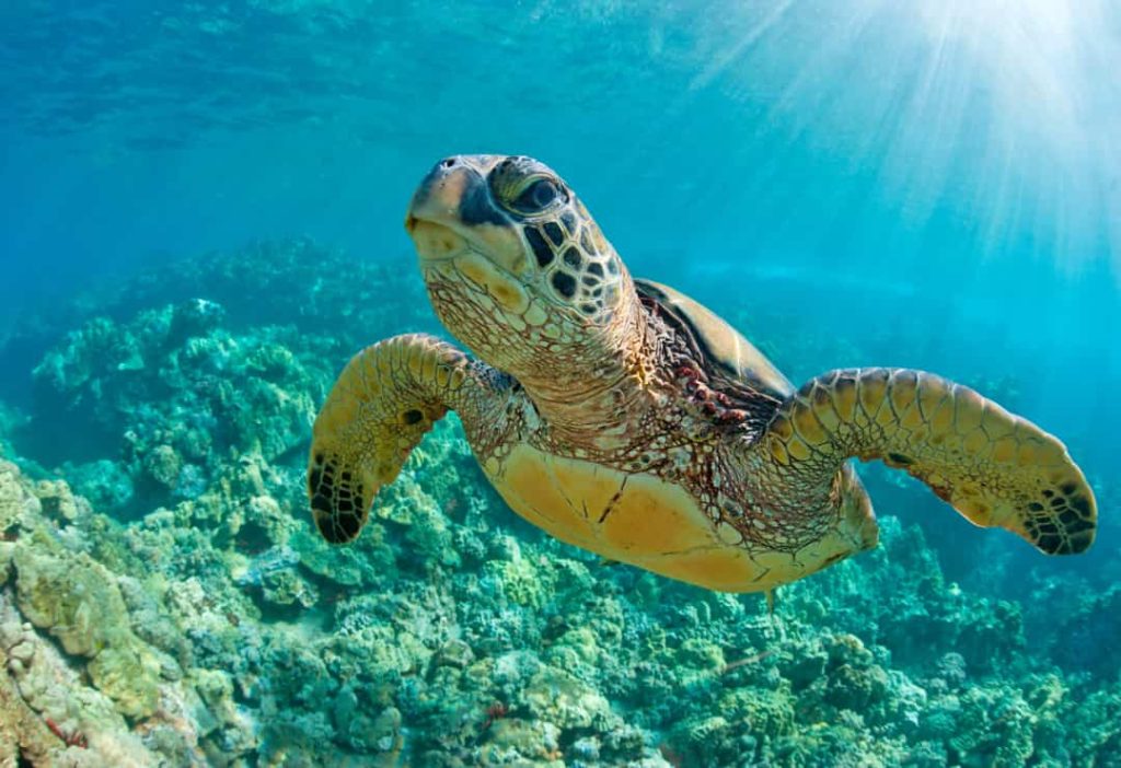 Groene zeeschildpad zwemt vlak boven een koraalrif in helder turkoois water met zonlicht dat door het wateroppervlak schijnt