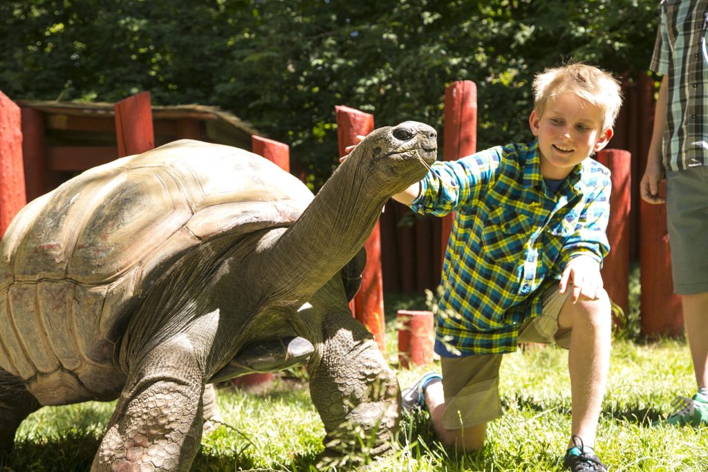 Blonde jongen in geruit overhemd hurkt neer en aait de kop van een grote schildpad op het gras bij een houten omheining