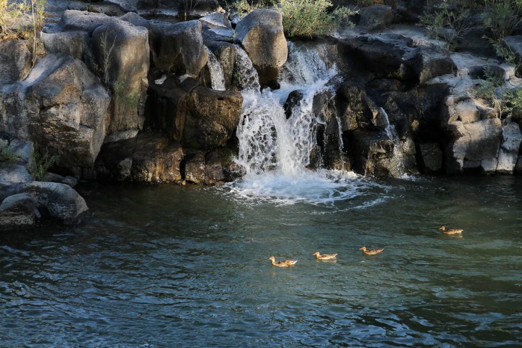 Kleine waterval stroomt over ruige rotsen in een rivier waar vier eenden rustig voorbij zwemmen tussen groene struiken