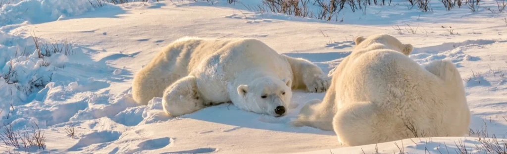 Twee ijsberen liggen te rusten in de sneeuw in de toendra bij Churchill, Manitoba