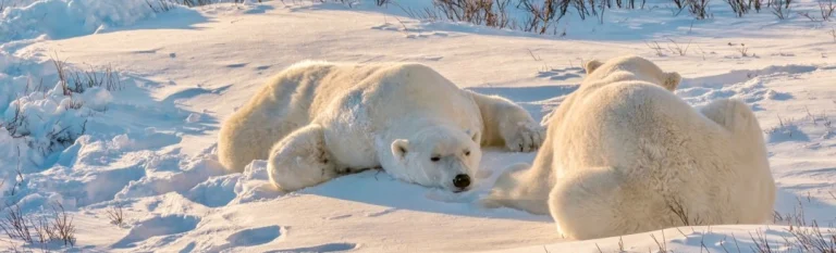 Twee ijsberen liggen te rusten in de sneeuw in de toendra bij Churchill, Manitoba