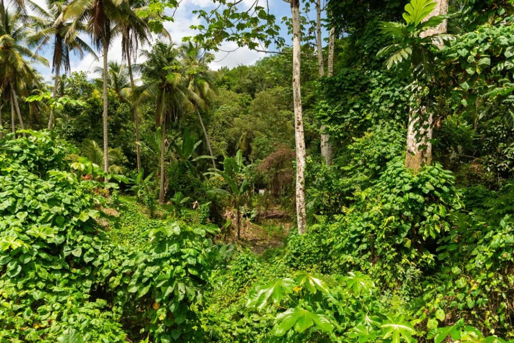 Weelderige groene begroeiing met palmbomen en struiken vult een hellend stuk jungle in Jamaica