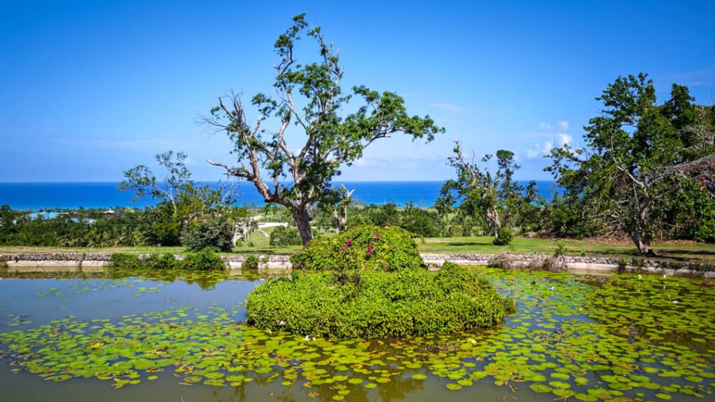 Een kale boom groeit op een klein begroeid eilandje in een vijver vol waterlelies met de zee op de achtergrond in Jamaica