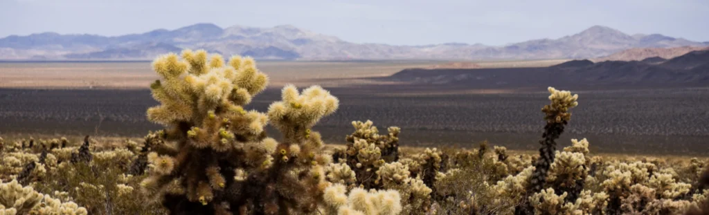 Doornige cholla cactussen op de voorgrond met een uitgestrekte woestijnvlakte en bergketen op de achtergrond in Joshua Tree National Park