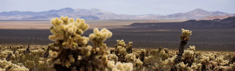 Doornige cholla cactussen op de voorgrond met een uitgestrekte woestijnvlakte en bergketen op de achtergrond in Joshua Tree National Park