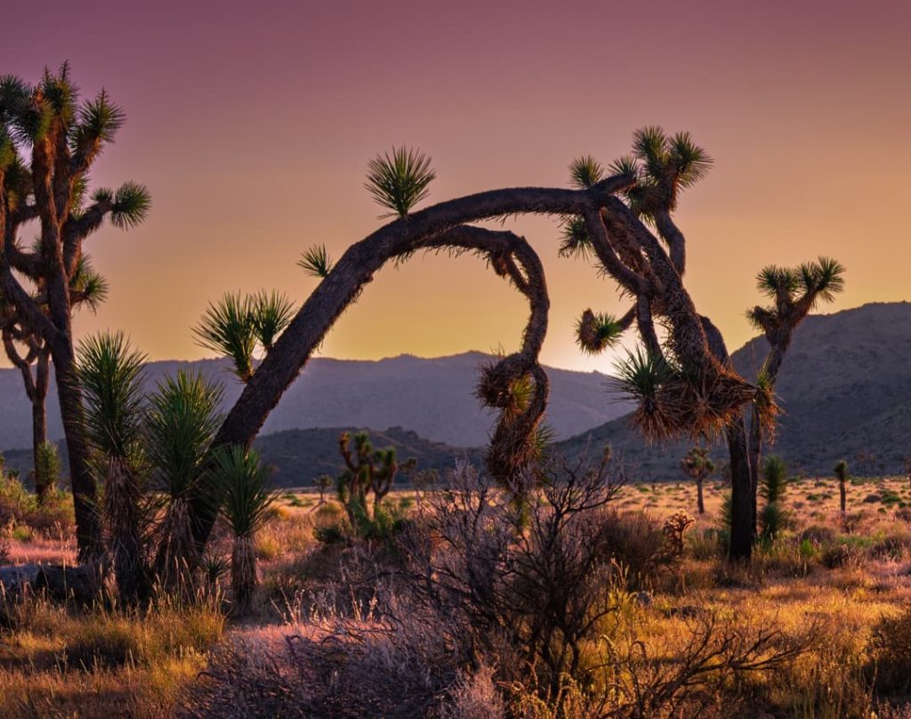 Twee Joshua trees buigen naar elkaar toe en vormen een boogvorm tegen een oranjeroze avondlucht, met bergen op de achtergrond