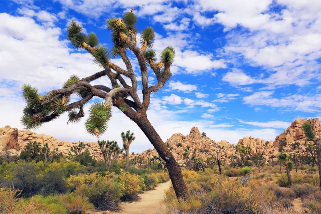 Kromme Joshua tree met stekelige takken op de voorgrond, met rotsblokken en struikgewas in de woestijn onder een wolkenlucht