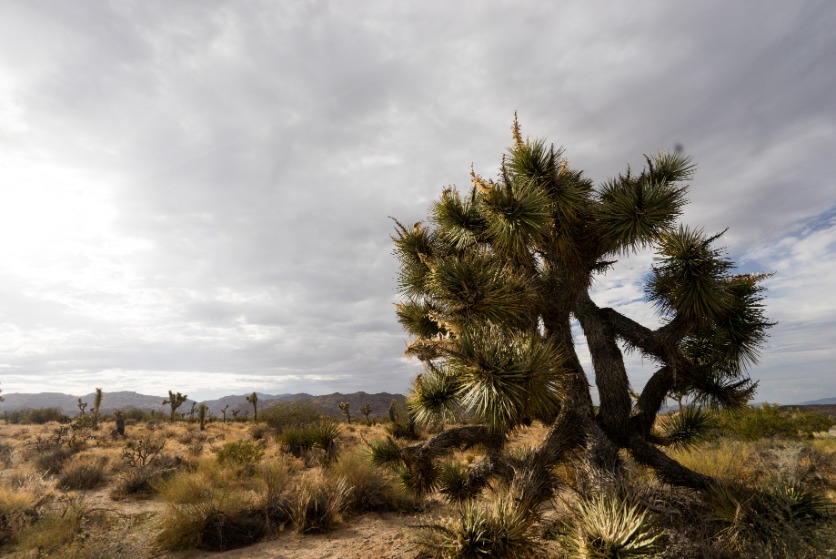 Grillige Joshua tree met stekelige takken op de voorgrond van een dorre vlakte met struikgewas en bergen in de verte onder een grijze wolkenlucht
