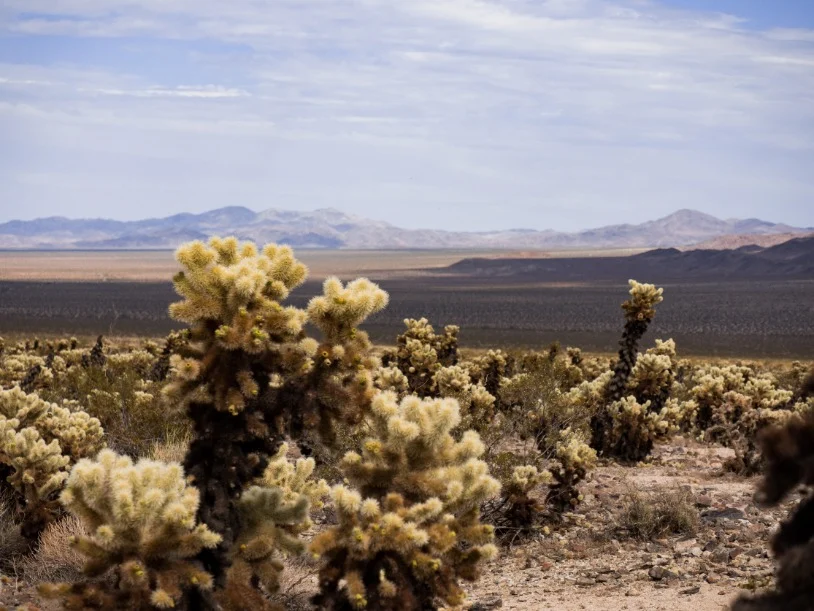 Dichte groep pluizige cholla cactussen op de voorgrond met een uitgestrekte woestijnvlakte en bergen op de achtergrond