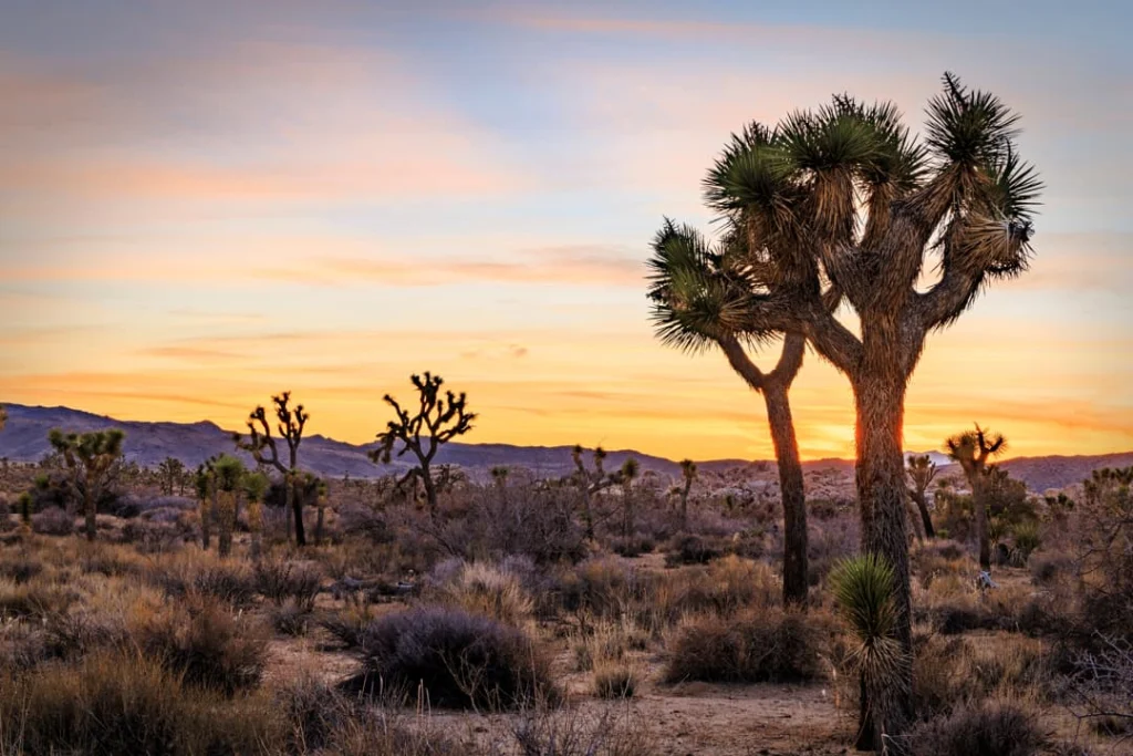Silhouetten van kenmerkende joshuabomen in de woestijn tegen een oranje en roze avondlucht in Joshua Tree National Park, Californië