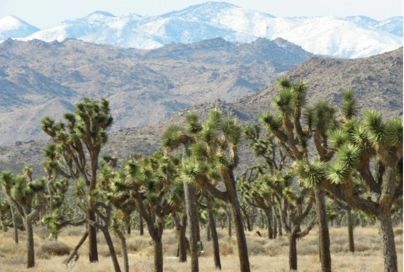 Groep joshuabomen op de voorgrond met een keten van besneeuwde bergen aan de horizon in Joshua Tree National Park