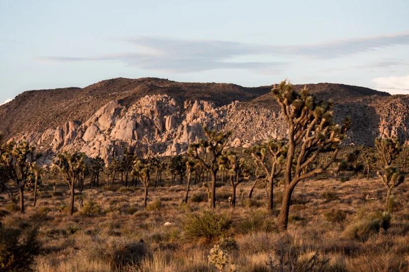 Groep joshuabomen in droog grasland met een heuvel vol rotsblokken op de achtergrond in Joshua Tree National Park