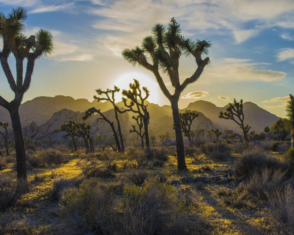 Kenmerkende Joshua trees vormen silhouetten tegen de gouden gloed van de ondergaande zon met rotsheuvels op de achtergrond