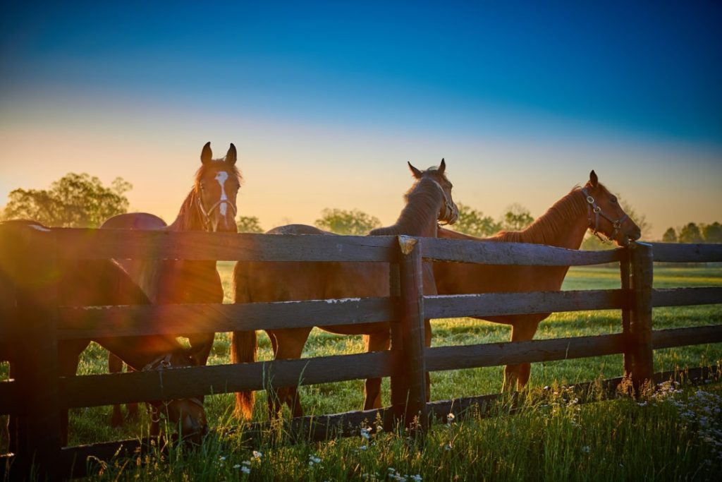 Drie paarden staan bij een houten hek in het gouden ochtendlicht op een grasland typisch voor de Kentucky bluegrass regio