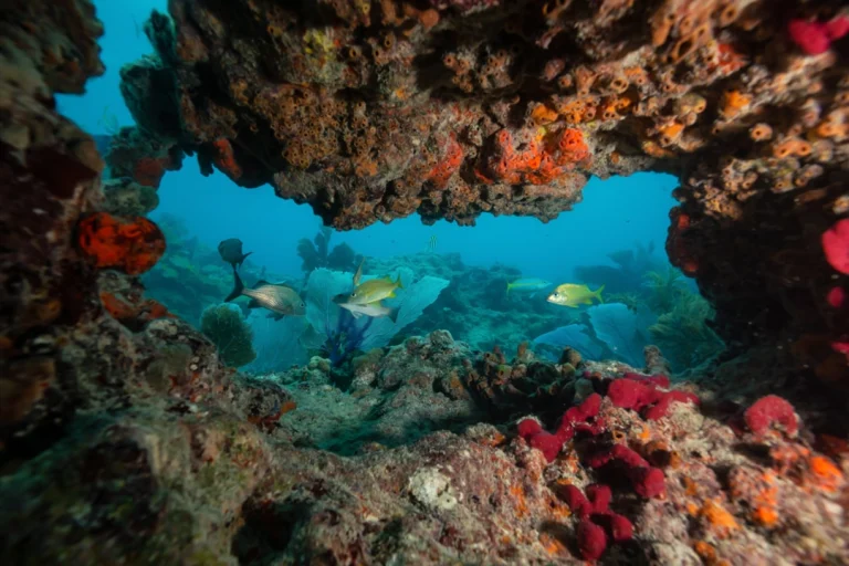 Onderwaterbeeld van een koraalrif bij Key West met felgekleurde sponzen en zwemmende tropische vissen