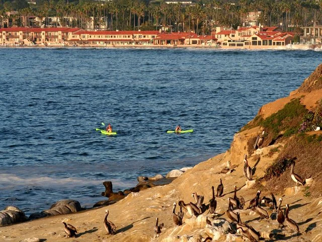 Groep pelikanen rust op de rotsen van La Jolla Cove terwijl kajakkers voorbij het strand peddelen, met villa's op de achtergrond