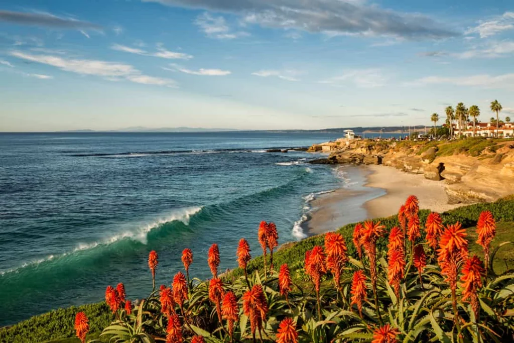 Felrode aloebloemen op de voorgrond met uitzicht op een rustige baai en strand langs de kust van La Jolla in San Diego