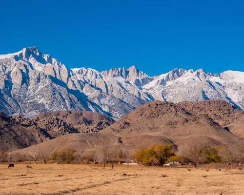 Getande besneeuwde bergketen van Mount Whitney steekt boven een droge vlakte met grazend vee uit