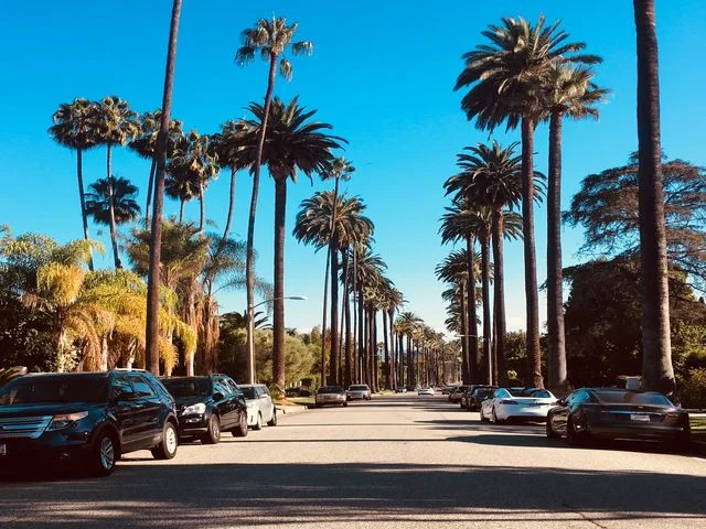Brede straat met hoge geknotte palmbomen aan weerszijden en geparkeerde auto's op een zonnige dag in Beverly Hills