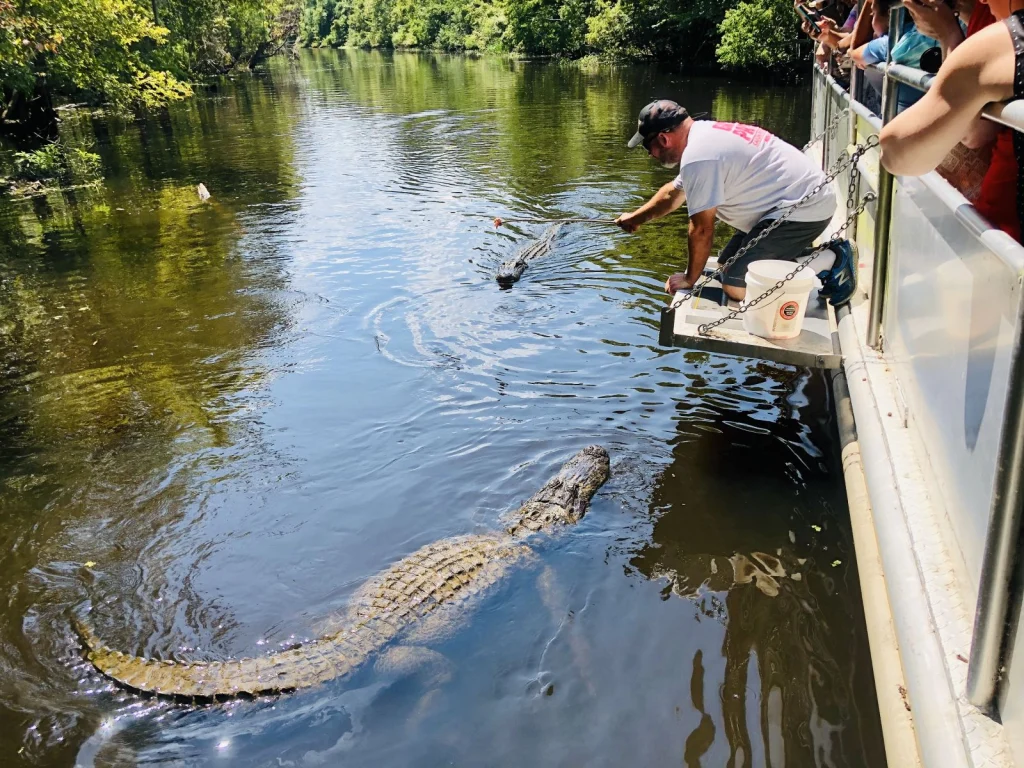 Een gids op een boot voert een grote alligator in het water tijdens een moerastocht in Louisiana, terwijl toeristen toekijken