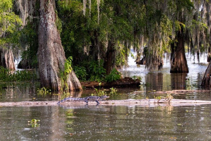 Alligator rust op een drijvende boomstam in een moeras omringd door cipressen met hangende Spaanse mossen