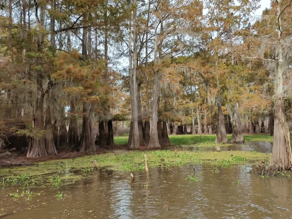 Een moerasgebied in Louisiana met knoestige cypressen bedekt met spaans mos boven bruin drijfmoswater