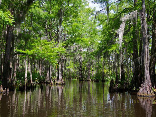 Stil moeraswater omringd door cipressen met lange slierten Spaans mos die van de takken hangen in Louisiana