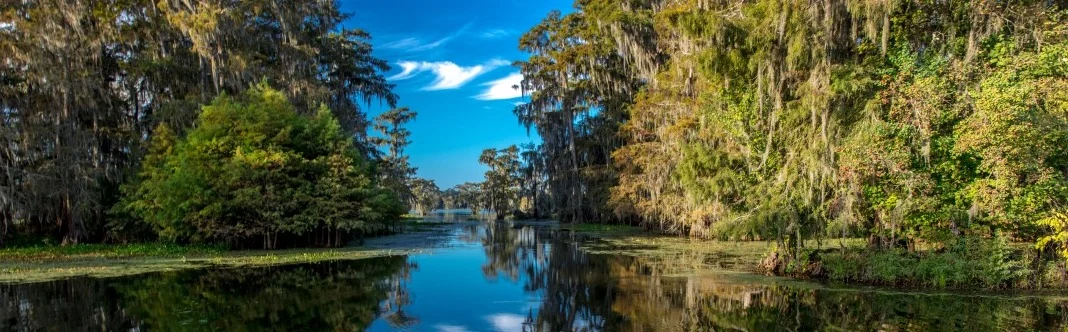 Een rustig moerasmeer in Louisiana omzoomd door cypressen behangen met Spaans mos onder een blauwe lucht
