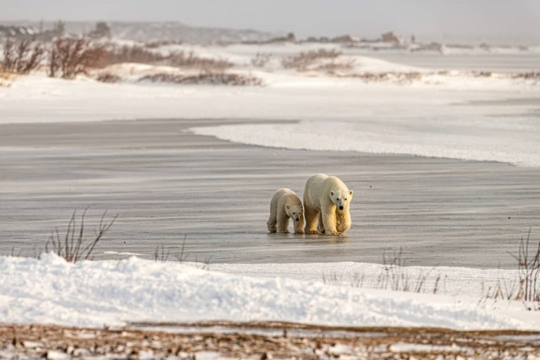 Een ijsbeer en haar jong lopen voorzichtig over een bevroren watervlakte met sneeuwranden in Manitoba