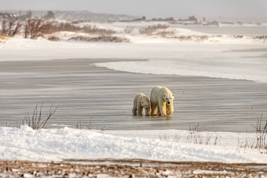 Een ijsbeer en haar jong lopen voorzichtig over een bevroren watervlakte met sneeuwranden in Manitoba