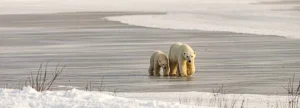 IJsberenmoeder loopt samen met haar jong over een bevroren vlakte met sneeuw aan de rand in Manitoba