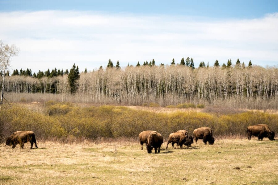 Groep bizons graast in droog grasland met kale berken en dennenbos op de achtergrond in Manitoba