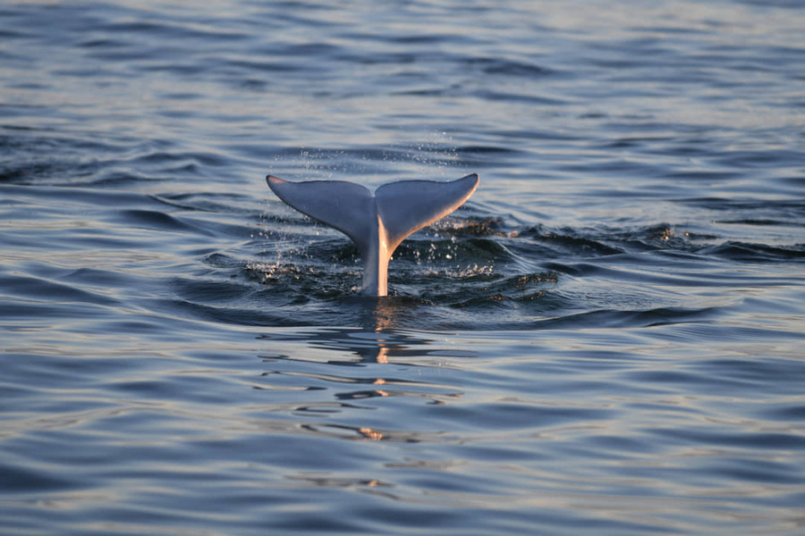 Grijze staartvin van een walvis steekt boven het kalme water uit met kringen en spatten eromheen in Manitoba