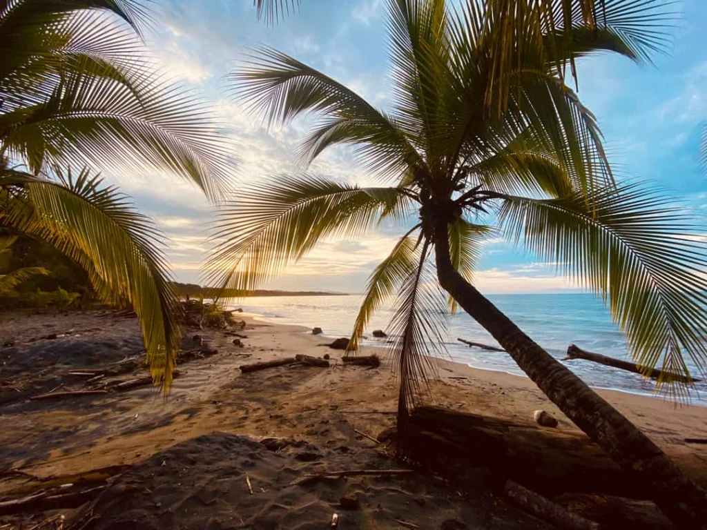 Overhangende palmbomen op een strand met drijfhout en een zachte avondlucht boven zee nabij Manuel Antonio