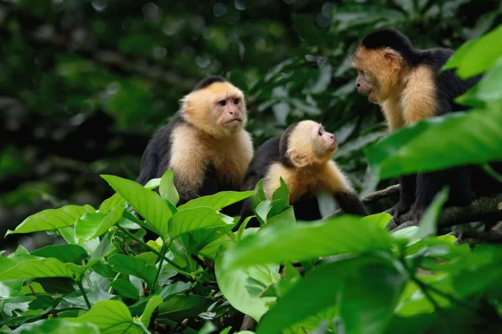 Drie witkopkapucijnapen met geel gezicht zitten tussen groene bladeren in het regenwoud bij Manuel Antonio
