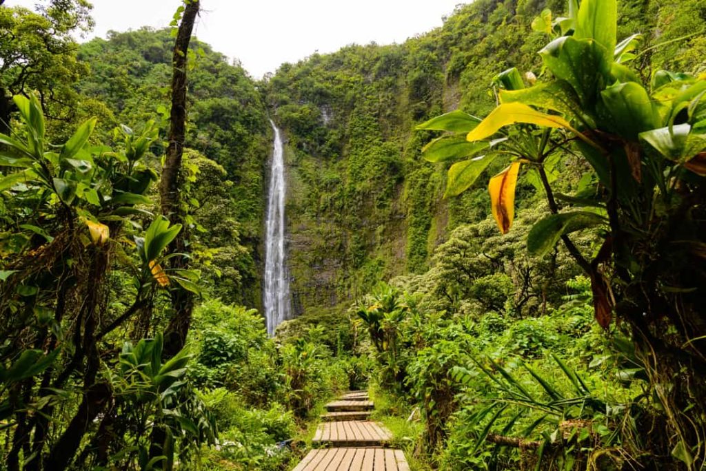 Hoge waterval die neerstort in een groene kloof, gezien vanaf een houten vlonderpad tussen tropische planten op Maui