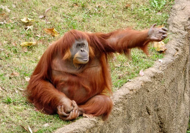 Een orang-oetan met lang rossig haar zit op het gras en strekt zijn arm uit naar een stenen rand in de dierentuin van Memphis